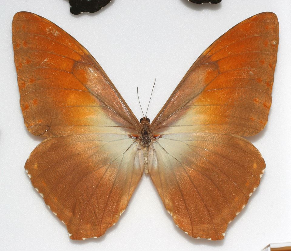 Morpho hecuba aberration Internet Image property of respective owner, non-commercial use only